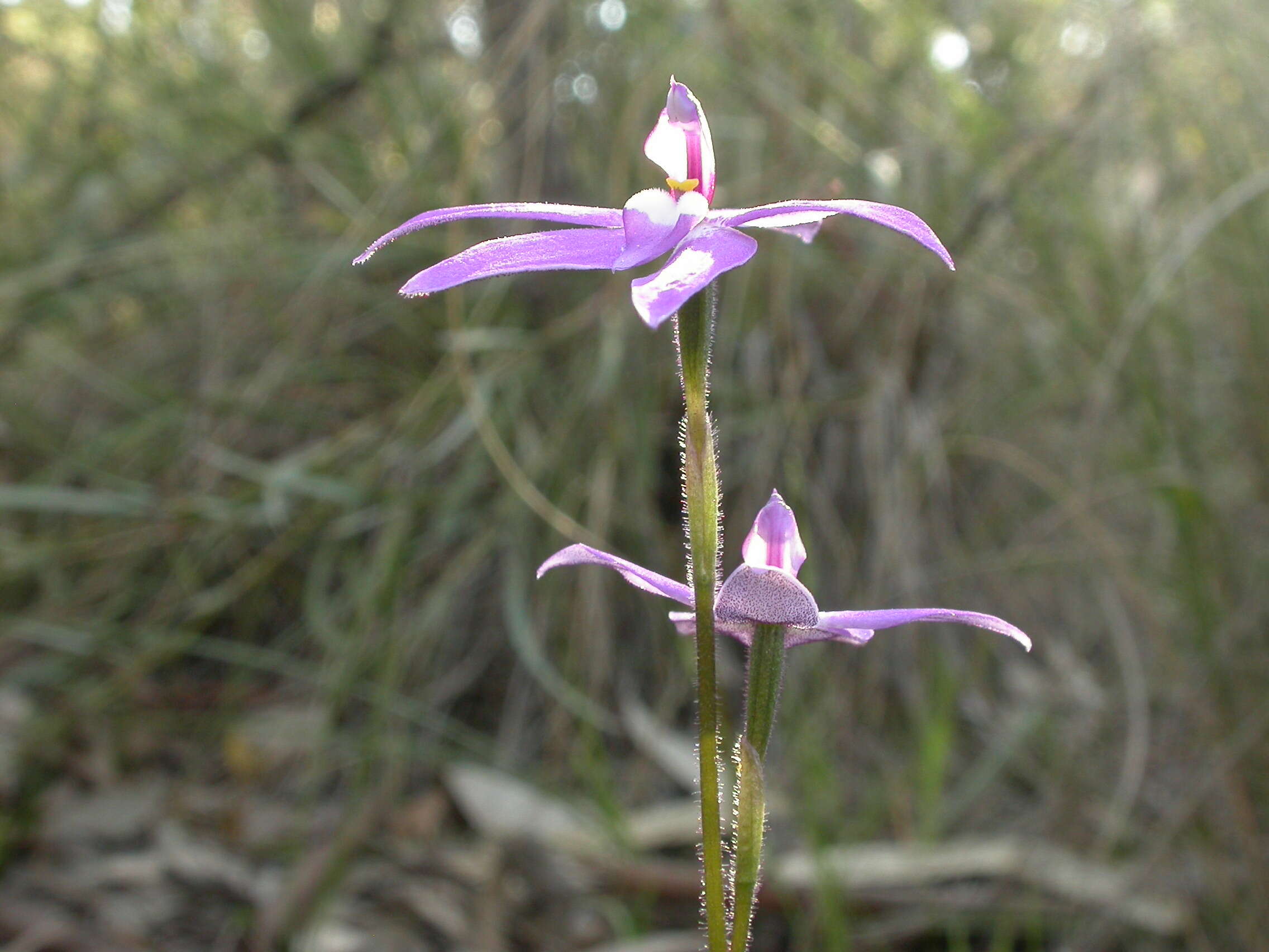 Image of Caladenia major (R. Br.) Rchb. fil.