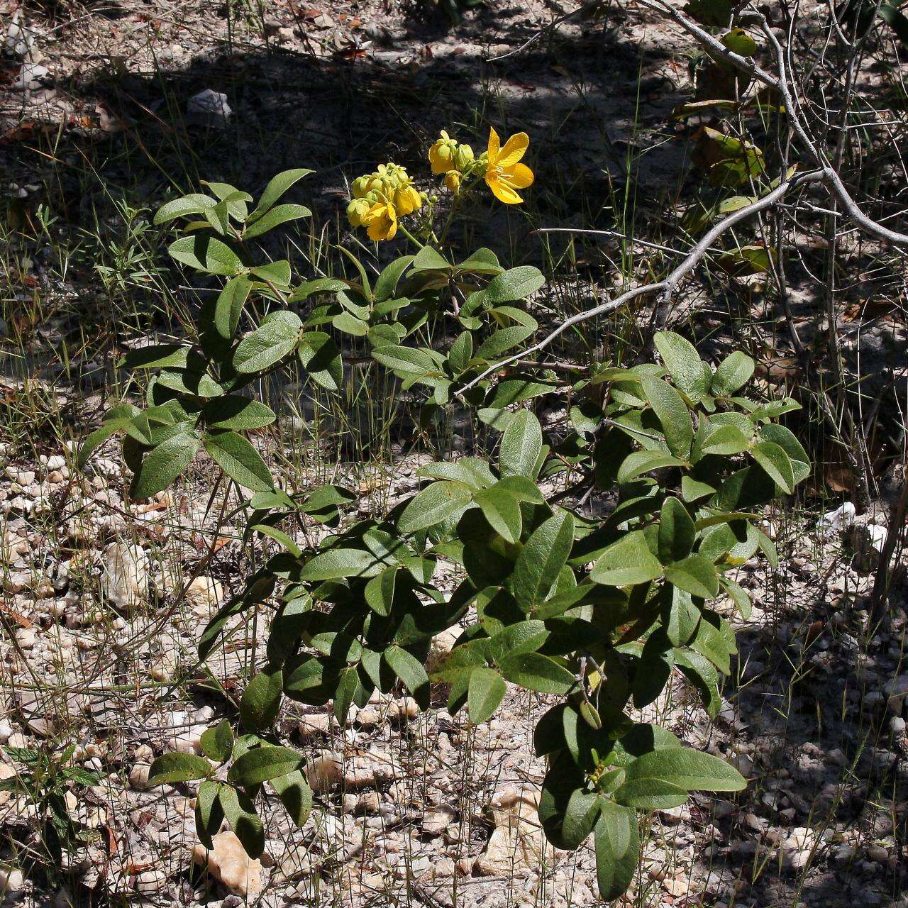 Sivun Senna rugosa (G. Don) H. S. Irwin & Barneby kuva