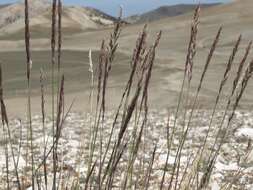 Sivun Calamagrostis purpurascens R. Br. kuva