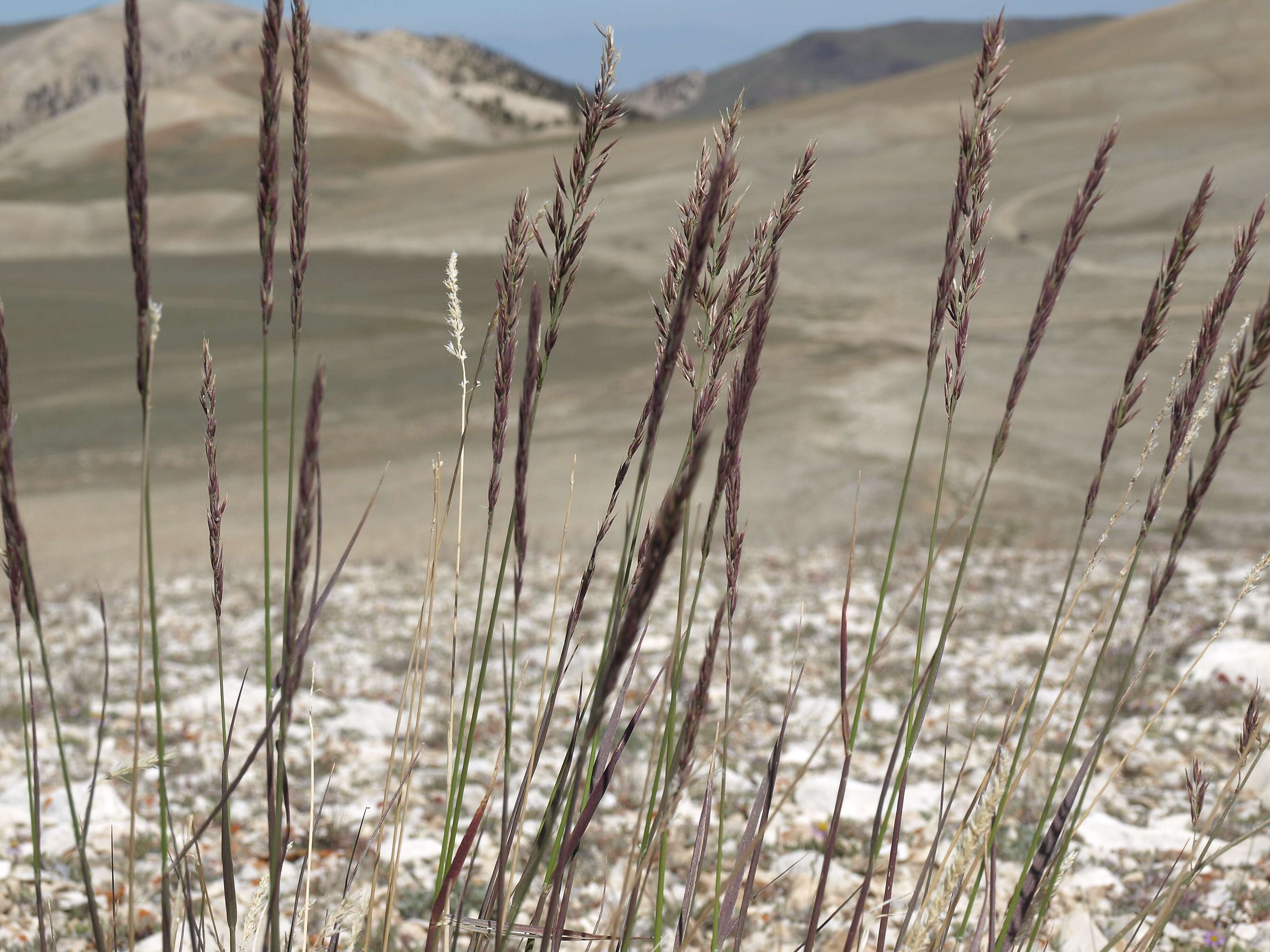 Sivun Calamagrostis purpurascens R. Br. kuva