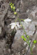 Image of Anthericum