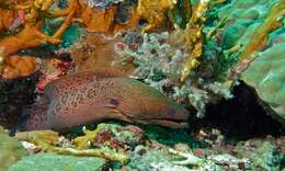 Image of Giant moray