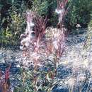 Image of Canadian hawkweed