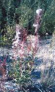 Image of hawkweed