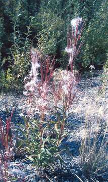 Image of hawkweed