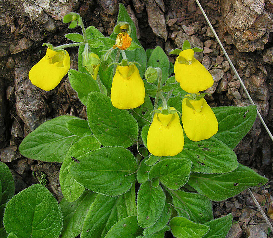 Image of Calceolaria brunellifolia Phil.