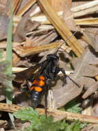 Image of Blue-Black Spider Wasps