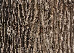 Image of Swamp White Oak