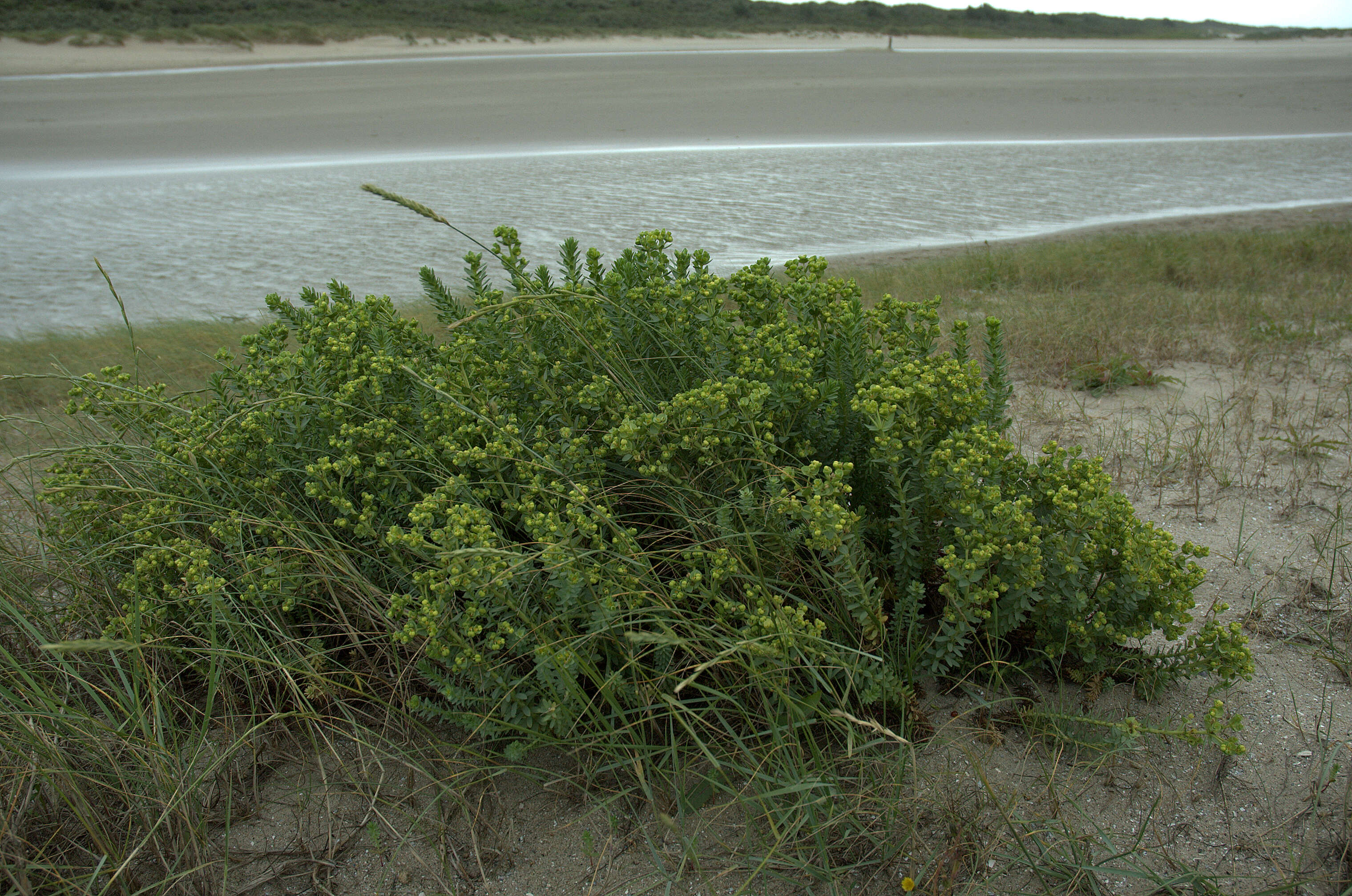 Plancia ëd Euphorbia paralias L.