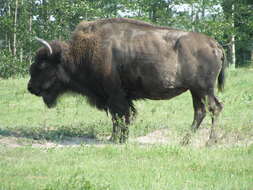 Image of Bison C. H. Smith 1827