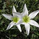 Image of Atamasco lily