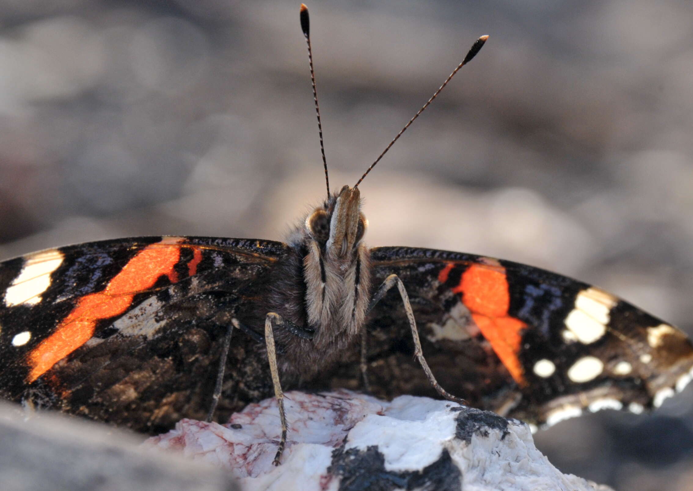 Image of Ladies and Red Admiral