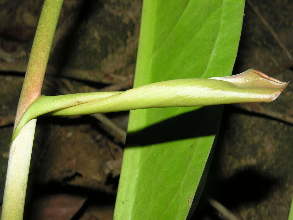 Image of Anthurium hacumense Engl.