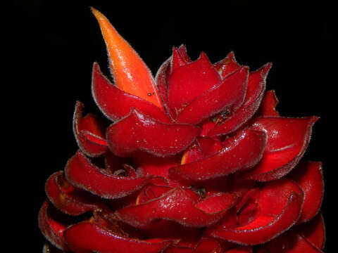 Image of Costus ricus Maas & H. Maas