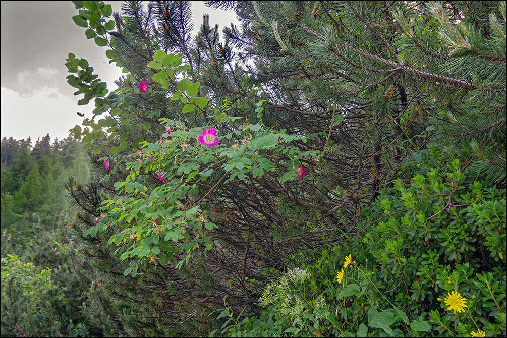 Image of alpine rose