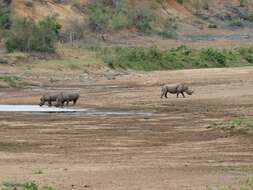 Image of Black Rhinoceros