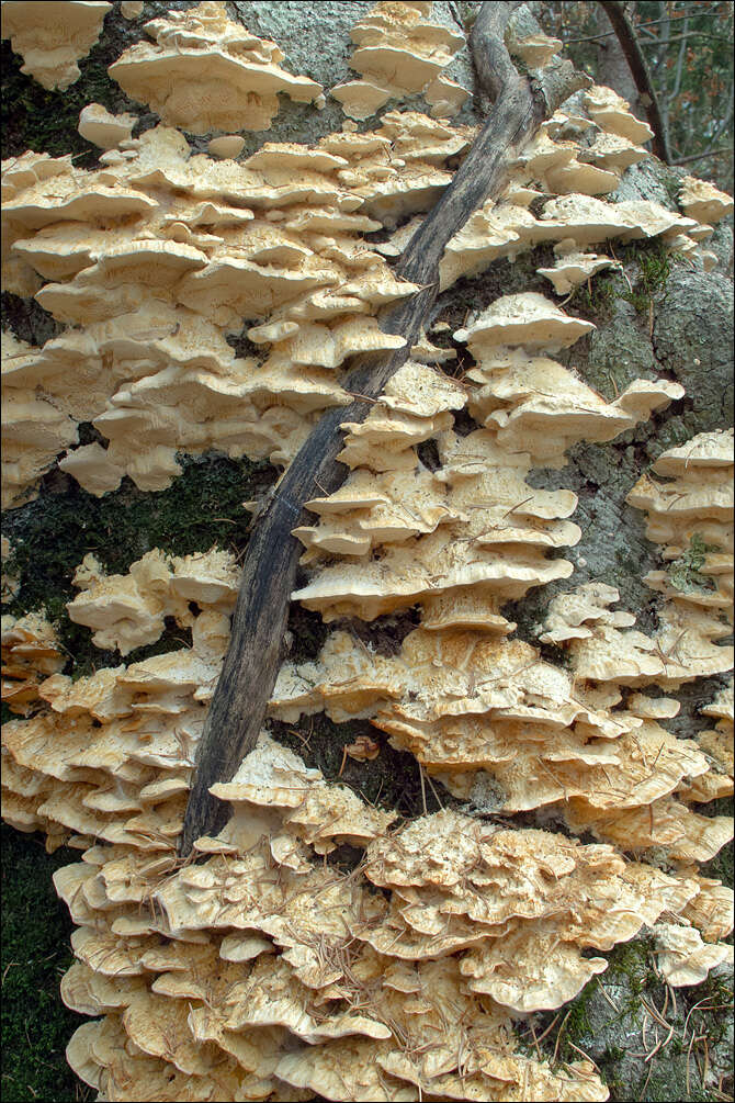 Image of Trametes