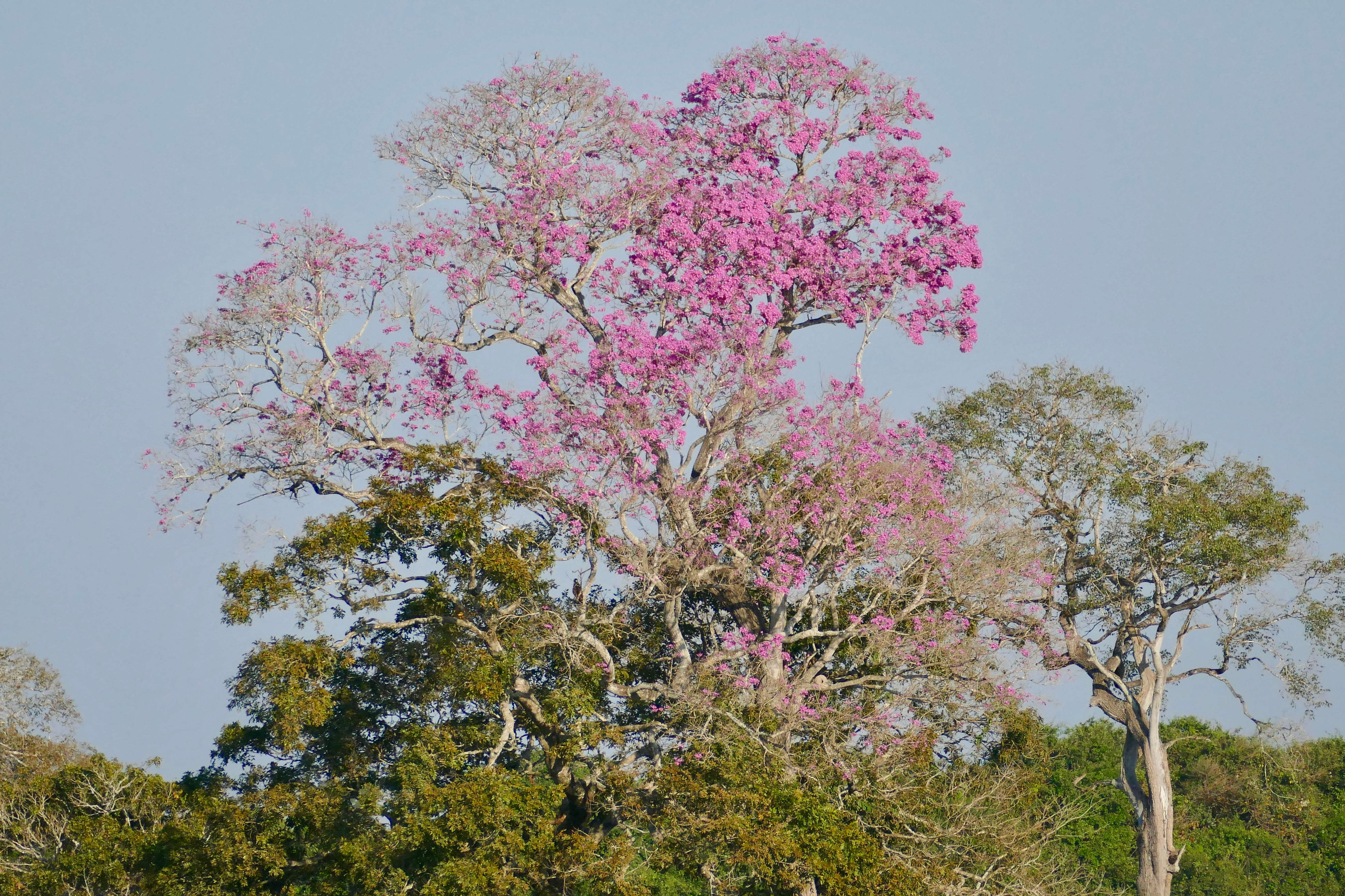 Image of Handroanthus