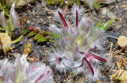 Image of Ptilotus declinatus Nees