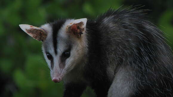 Image of White-eared Opossum