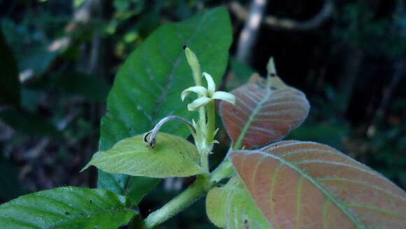 Image of Chomelia pedunculosa Benth.