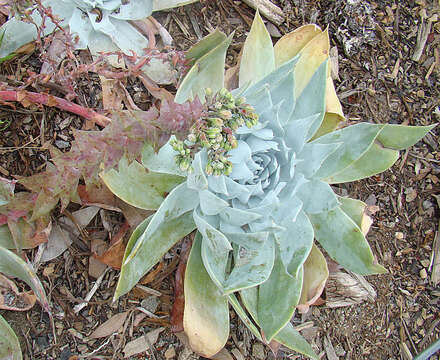 Image of chalk dudleya