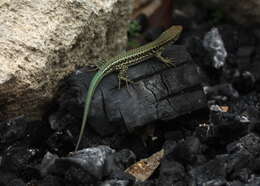 Image of Erhard's Wall Lizard