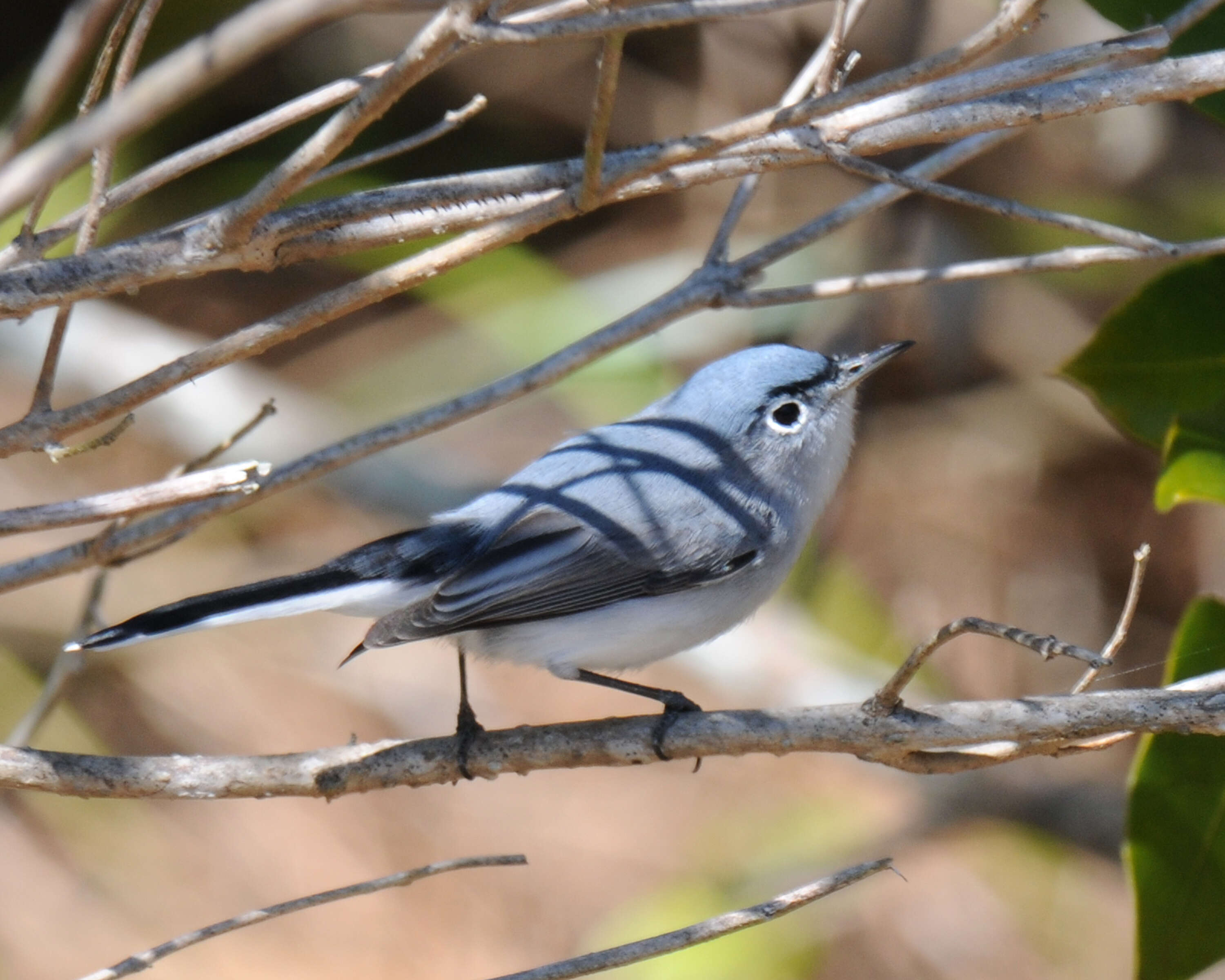 Image of gnatcatchers