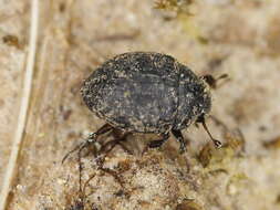 Image of pill beetles