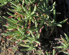 Image of Dudleya