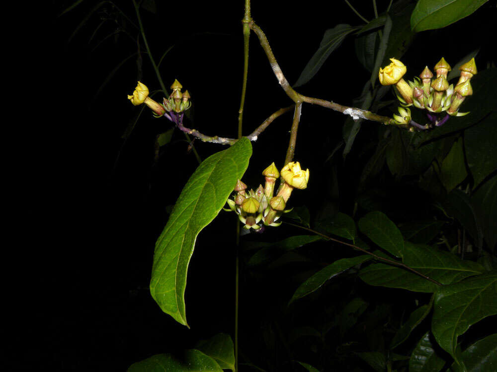 Image of Prestonia longifolia (Sessé & Moç.) J. F. Morales