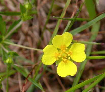 Image of cinquefoil