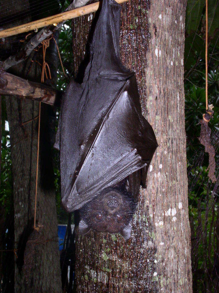 Image de Pteropus hypomelanus Temminck 1853