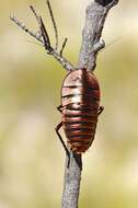 Image of bush cockroach