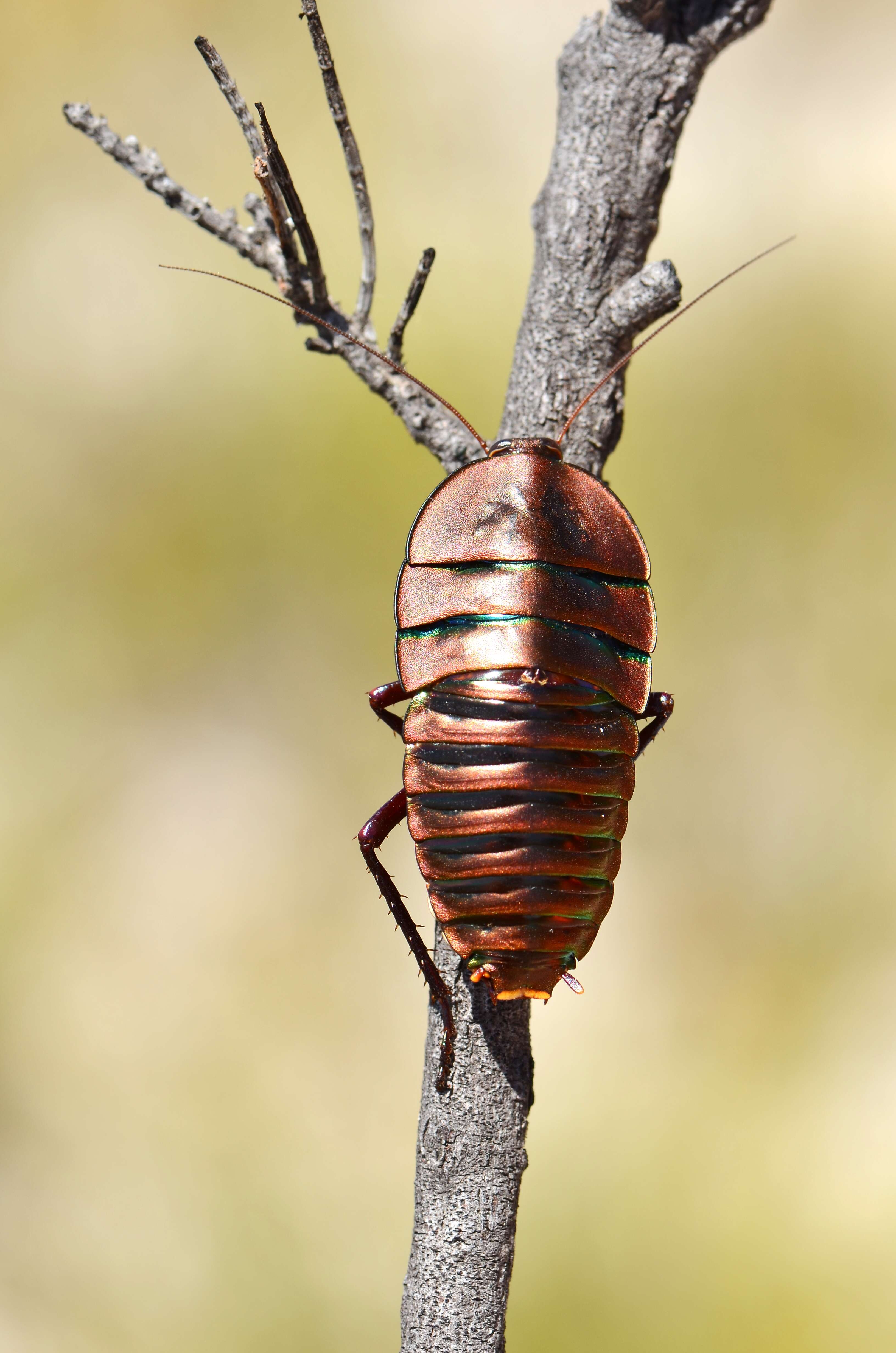 Image de Polyzosteria fulgens Mackerras 1965