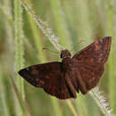 Image of Zarucco Duskywing