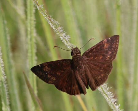 Image of Zarucco Duskywing