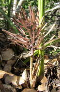 Image of Sansevieria canaliculata Carrière