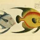 Image of Angelfish