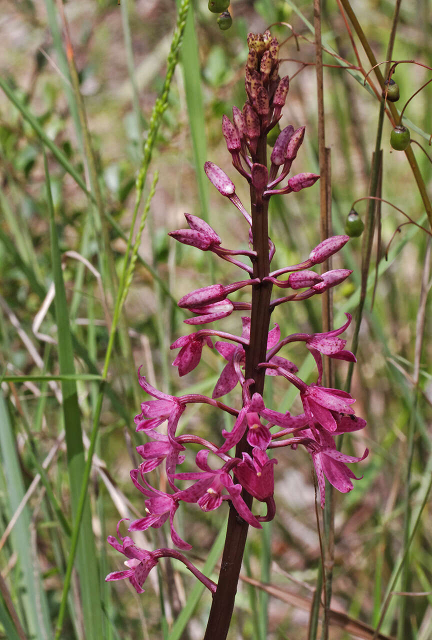 Plancia ëd Dipodium roseum D. L. Jones & M. A. Clem.