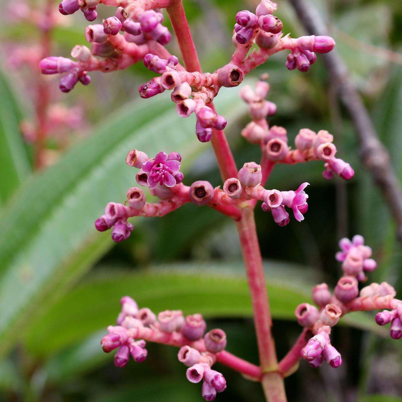 Image of Miconia ciliata (L. Rich.) DC.