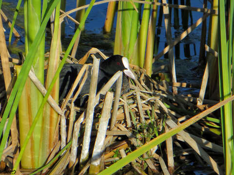 Image of Common Coot