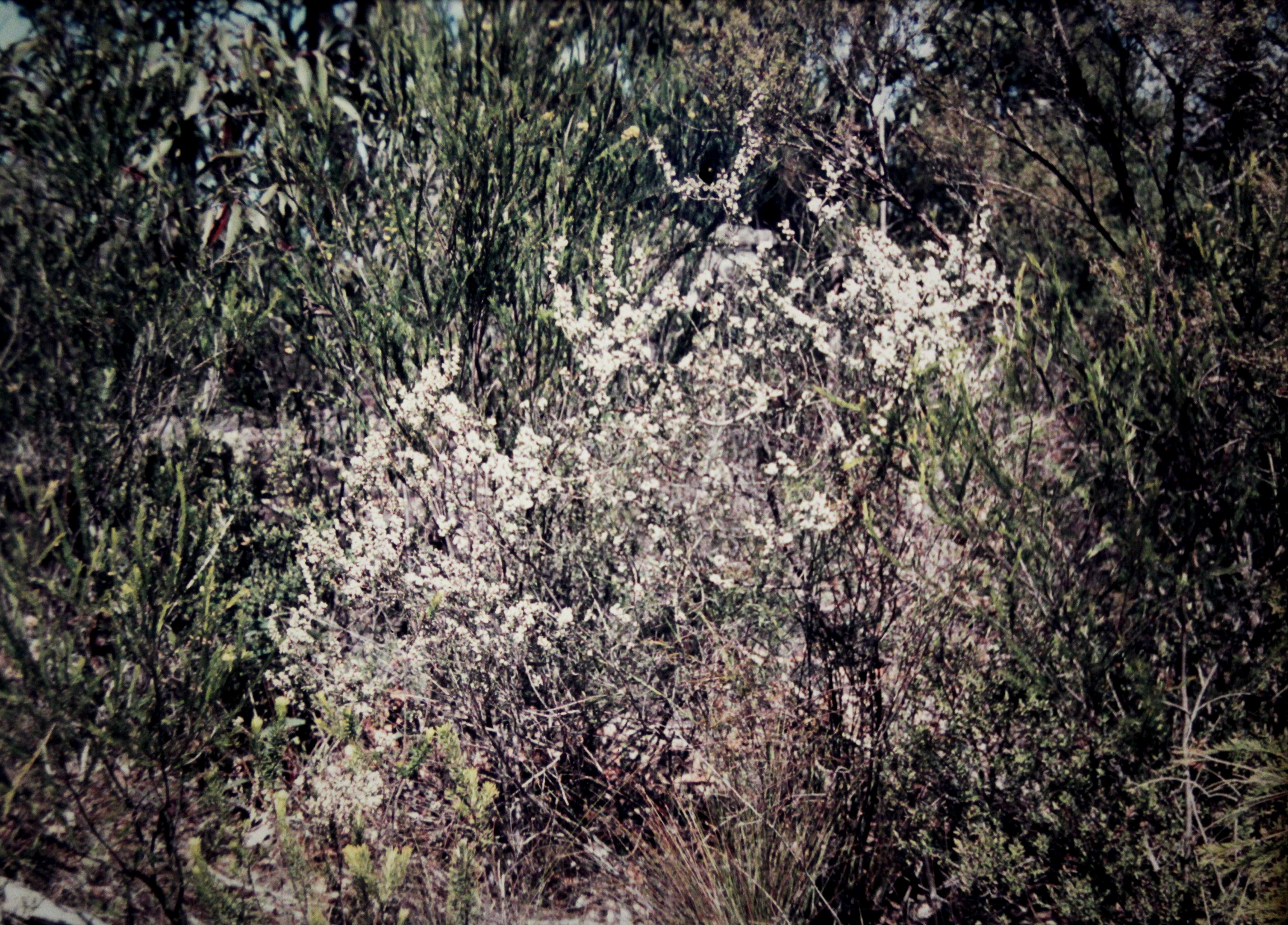 Image of Leucopogon ericoides (Sm.) R. Br.