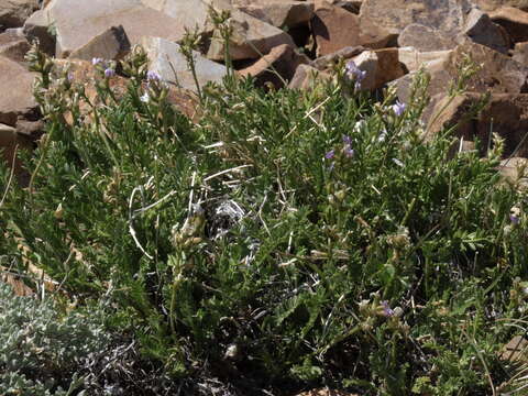 Image of viscid locoweed