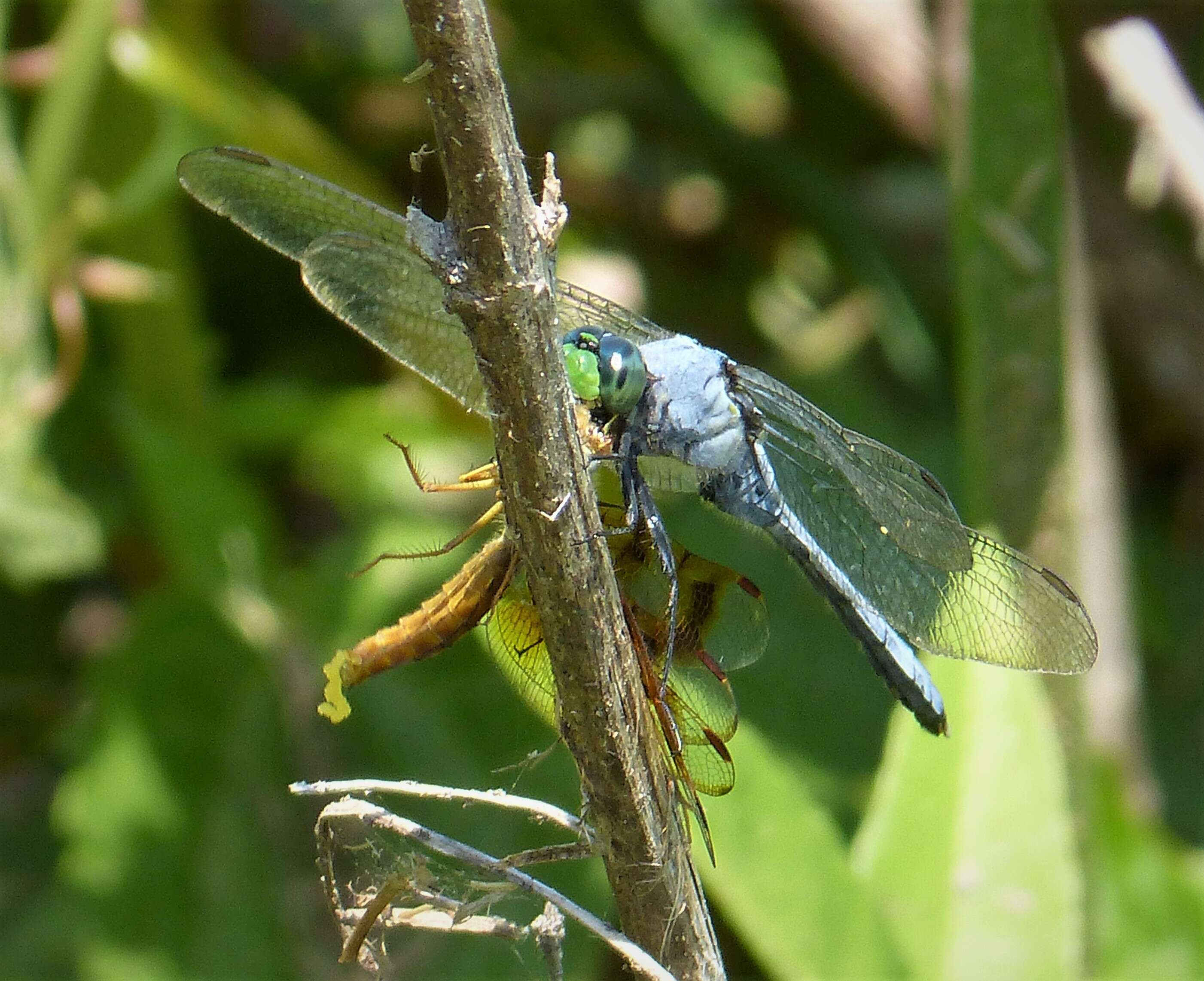 Imagem de Erythemis simplicicollis (Say 1840)