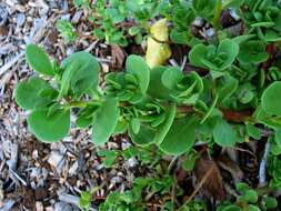 Image of native yellow purslane