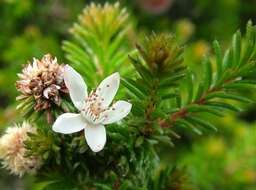 Image of Calytrix