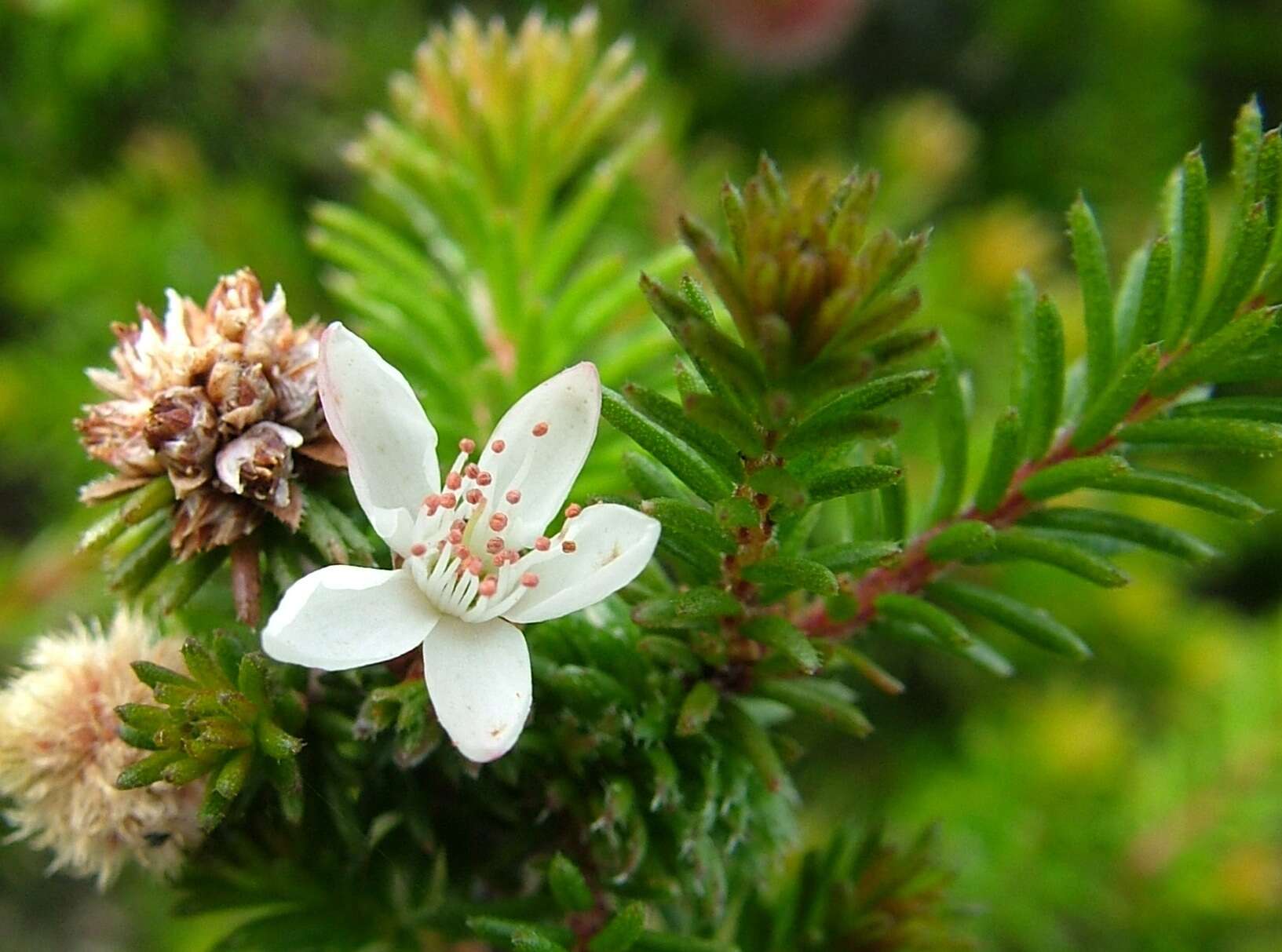 Image of Calytrix