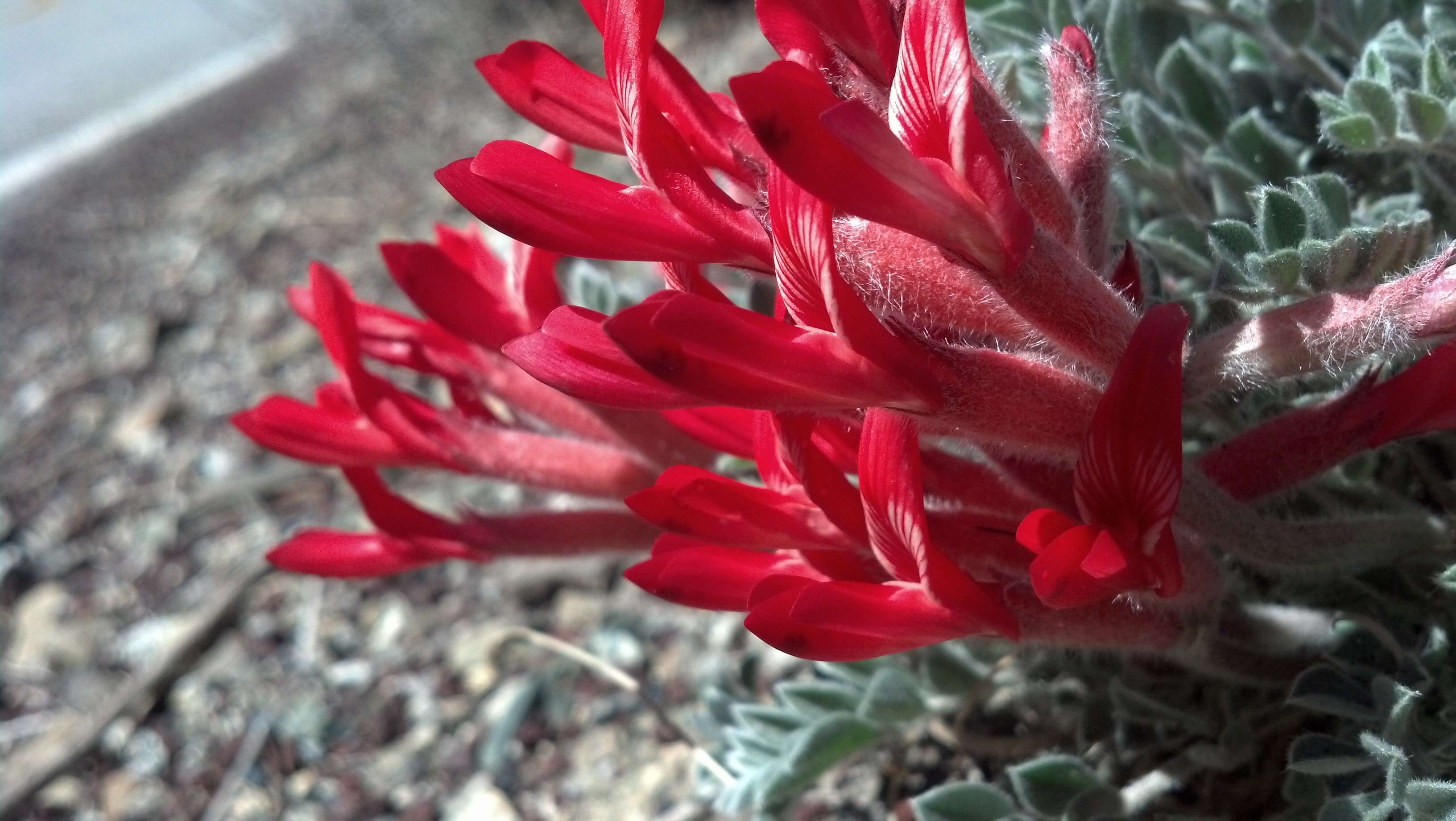 Image of scarlet milkvetch