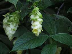 Plancia ëd Strobilanthes calycina Nees